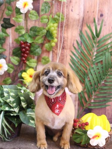 20230818チョビ助くん